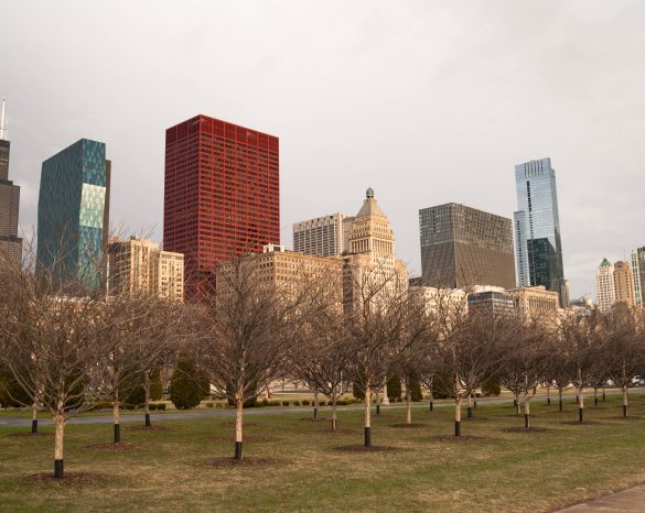 Downtown Chicago Illinois Skyline Stark Winter Park Trees