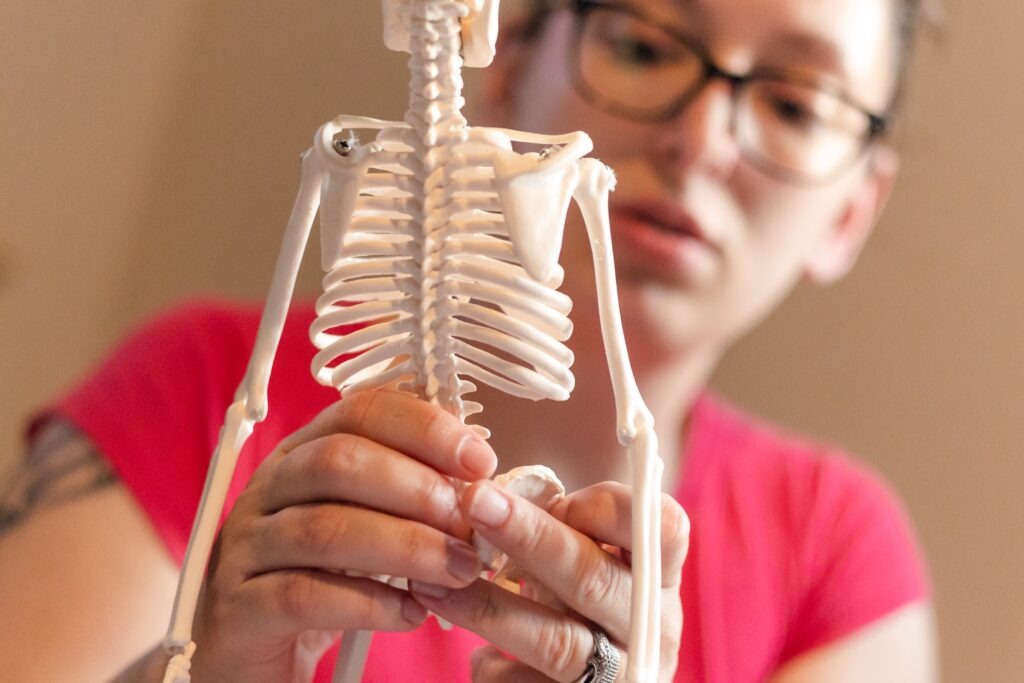 school work from home, young millennial woman putting together anatomy& physiology human skeleton