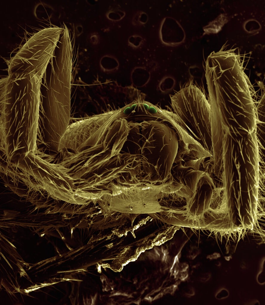 SEM image of spider